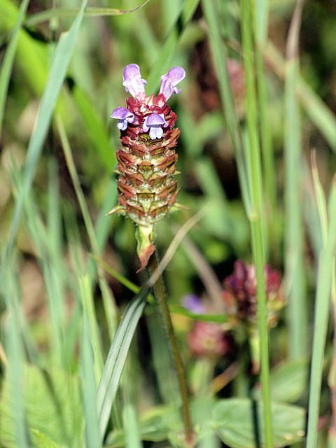 Brunelle commune, prunella vulgaris