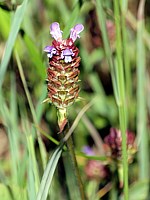 Brunelle commune, prunella vulgaris
