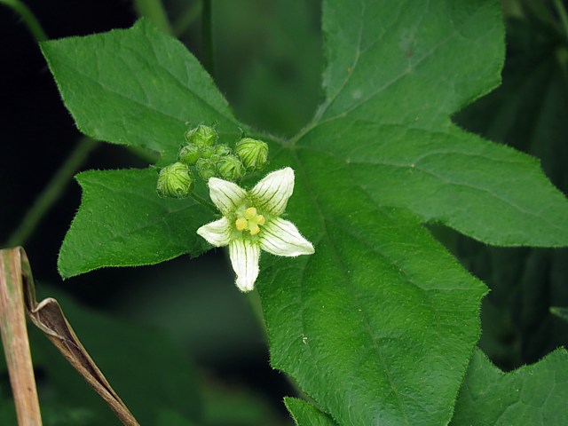 Bryone dioque, bryonia dioica