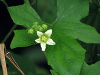 Bryone dioïque, bryonia dioica