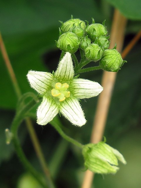 Fleurs de la bryone dioque, bryonia dioica