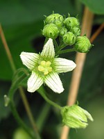 Bryone dioïque