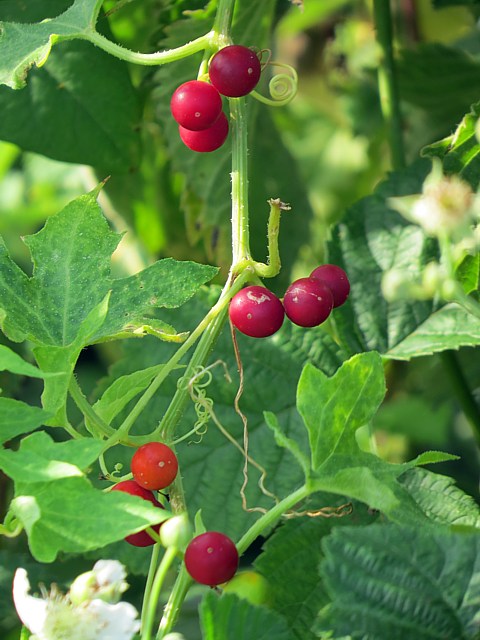 Baies de la bryone dioque, bryonia dioica