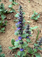 Bugle de Genève, ajuga genevensis
