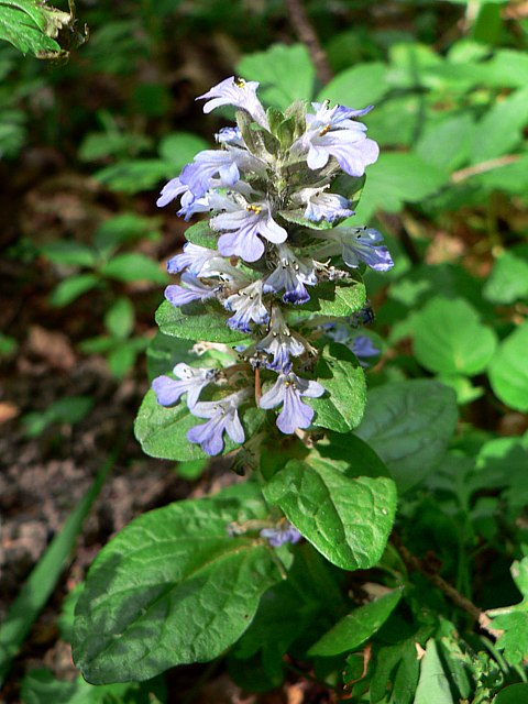 Bugle rampante - ajuga reptans