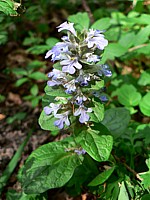 Bugle rampante - ajuga reptans