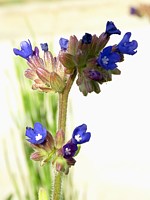 Buglosse des champs, anchusa arvensis