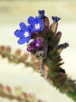 Petite buglosse, anchusa arvensis