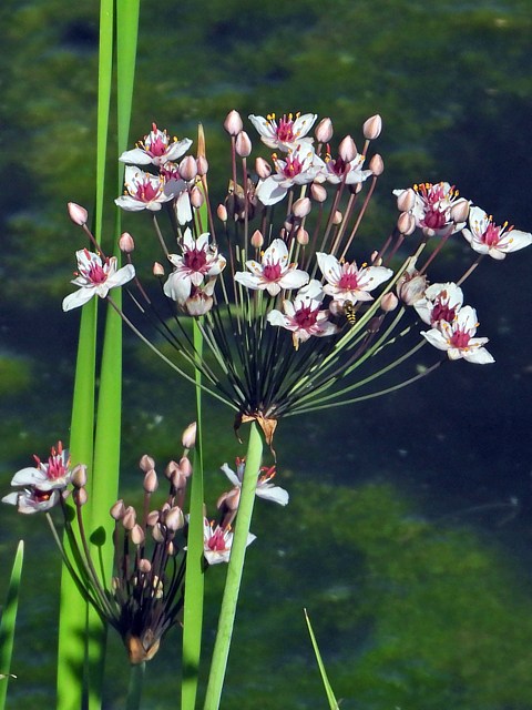 Butome en ombelle, butomus umbellatus