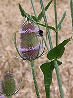 Cabaret des oiseaux, dipsacus sylvestris