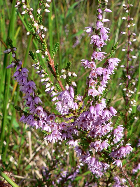 Callune fausse-bruyre - calluna vulgaris