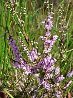 Callune  fausse-bruyère, calluna vulgaris