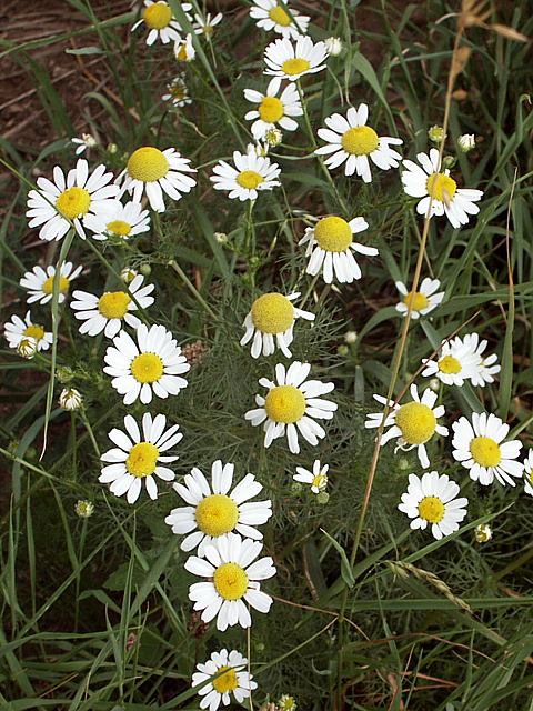 Camomille vraie - matricaria recutita