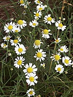 Camomille vraie, matricaria recutita