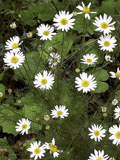 Camomille inodore - matricaria perforata