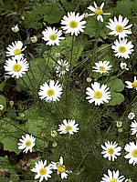 Camomille inodore, matricaria perforata