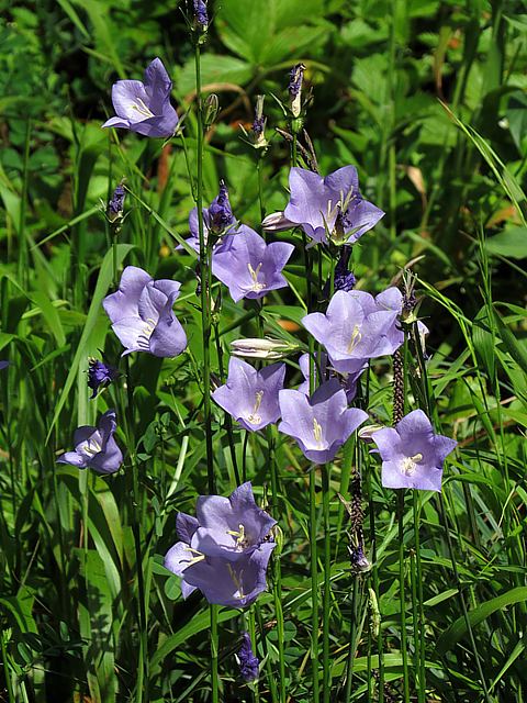Campanule  feuilles de pcher, campanula persicifolia