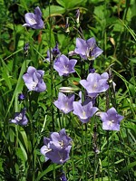 Campanule à feuilles de pêcher, campanula persicifolia