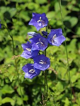 Campanule à feuilles de pêcher, campanula persicifolia