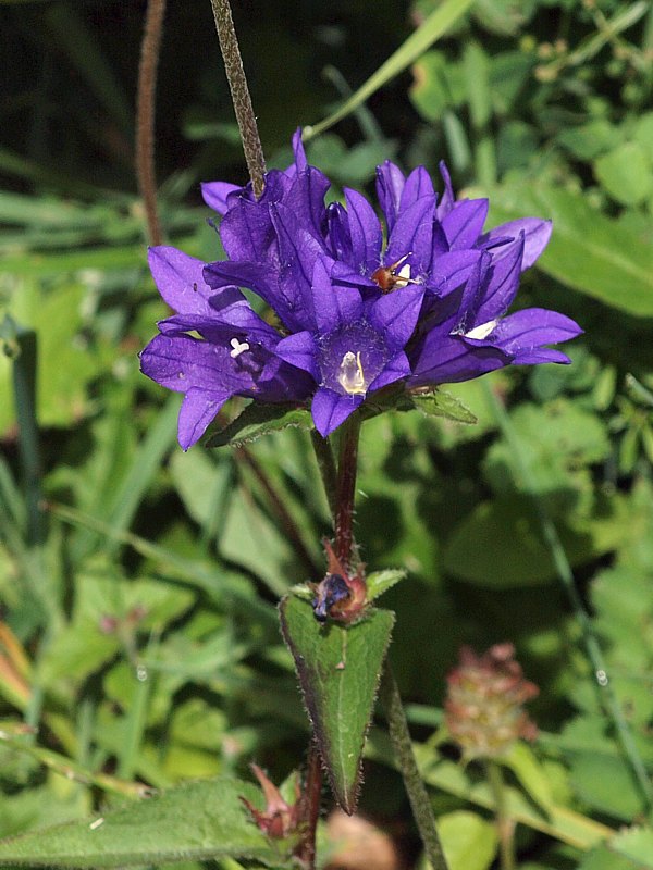 Campanule agglom�r�e, campanula glomerata