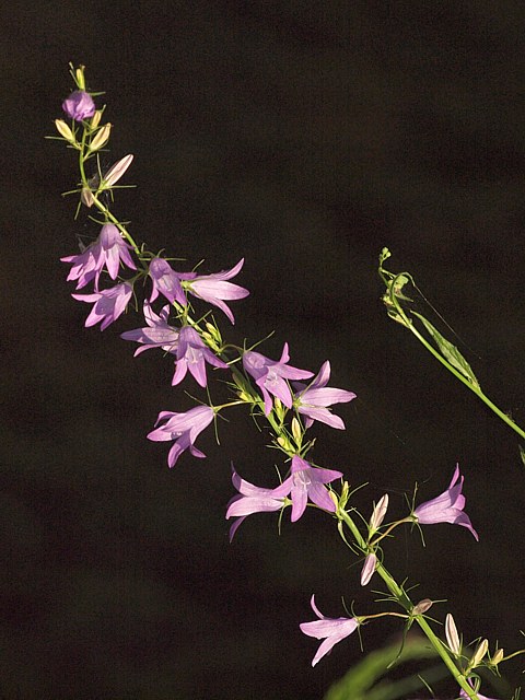 Campanule fausse raiponce - campanula rapunculoides