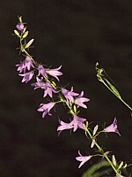 Campanule fausse raiponce, campanula rapunculoides