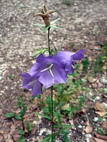Campanule à feuilles rondes, campanula rotundifolia