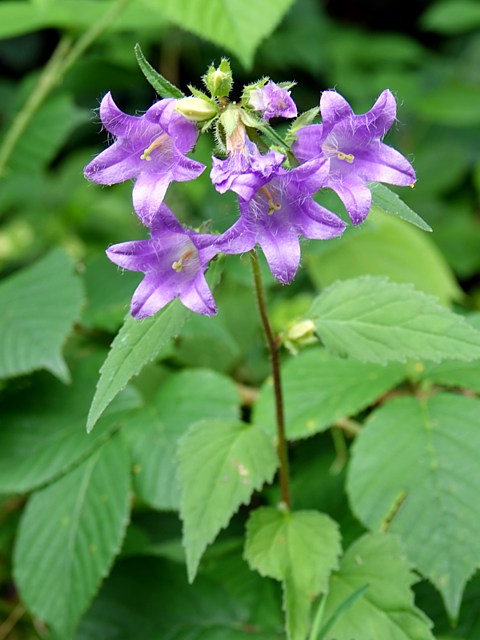 Campanule gantele, campanula trachelium