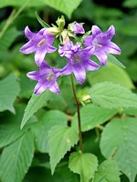 campanule gantelée, campanula trachelium
