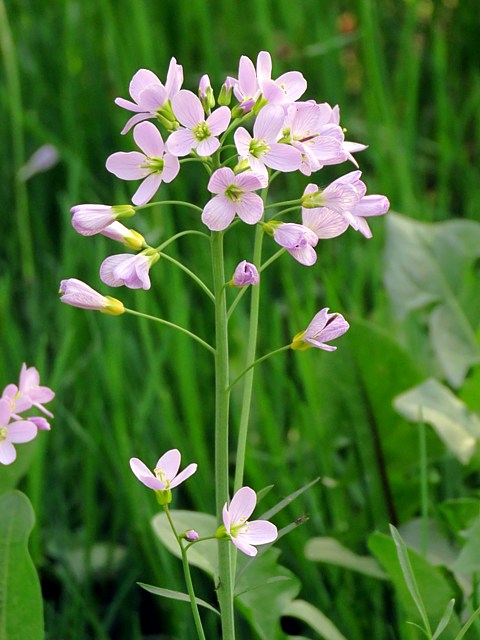 Cardamine des prs - cardamine pratensis