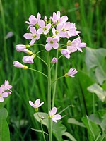 Cardamine des prés, cardamine pratensis