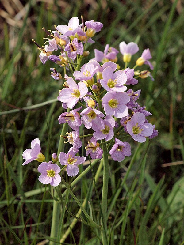 Cardamine des prés, cardamine pratensis