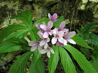 Dentaire à 5 folioles, cardamine pentaphyllos