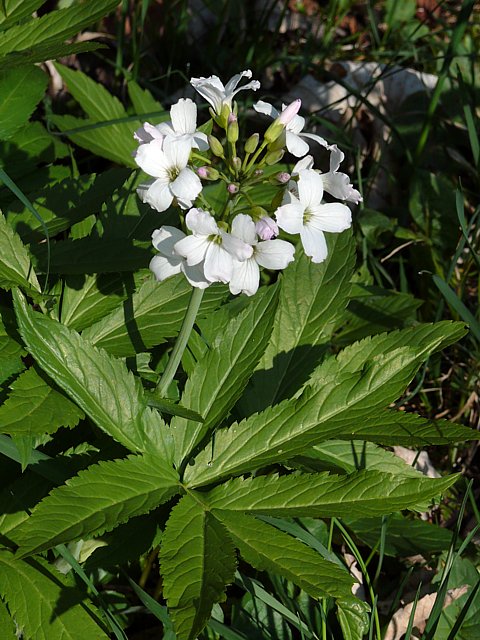 Cardamine  sept folioles - cardamine heptaphylla
