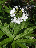 Cardamine à sept folioles, cardamine heptaphylla