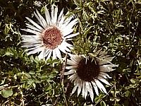 Carline, chardon argenté, carlina acaulis