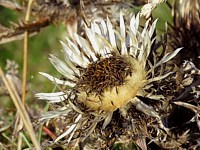 Carline, chardon argenté, carlina acaulis