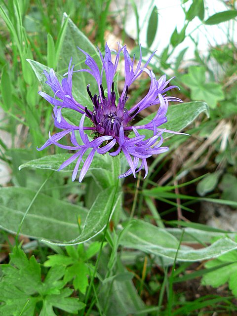 Centaure des montagnes - centaurea montana