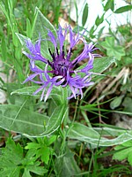 Centaurée des montagnes, centaurea montana