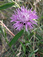 Centaurée jacée, centaurea jacea