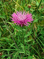 Centaurée jacée