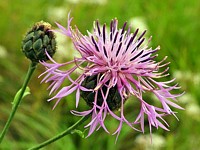 Centaurée scabieuse, centaurea scabiosa