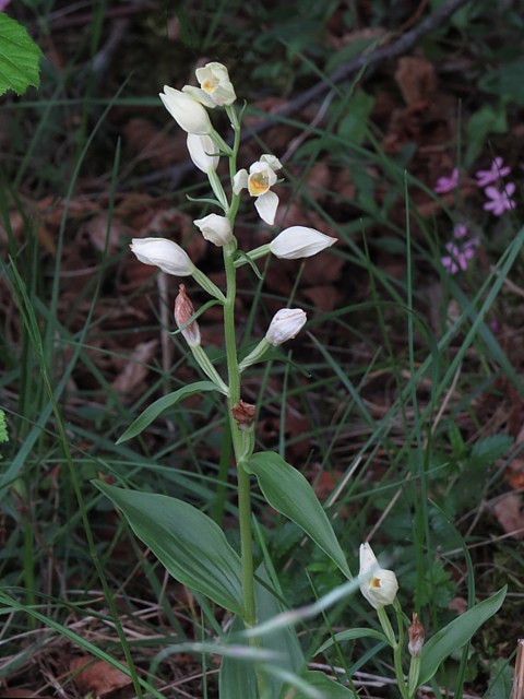 Cphalanthre ple - cephalanthera damasonium