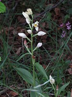 Céphalanthère pâle, cephalanthera damasonium