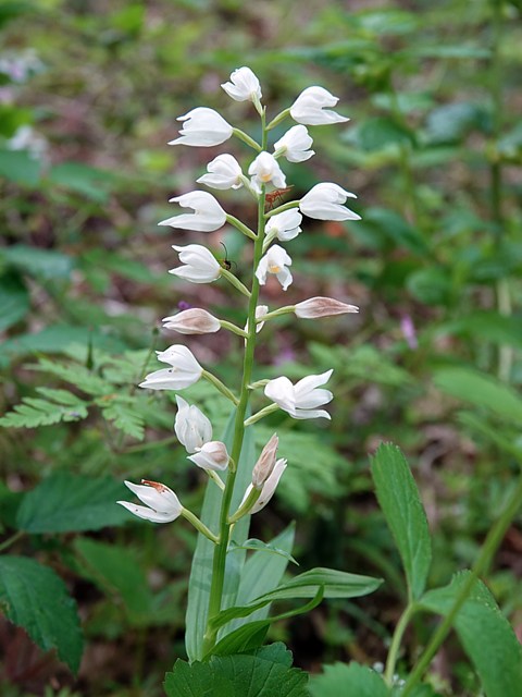 Céphalanthère pâle, cephalanthera damasonium