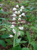 Céphalanthère pâle, cephalanthera damasonium
