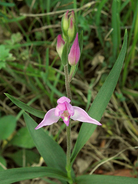 Céphalanthère rouge, cephalanthera rubra