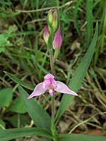 Céphalanthère rouge, cephalanthera rubra
