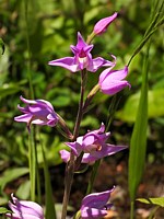 Céphalanthère rouge, cephalanthera rubra