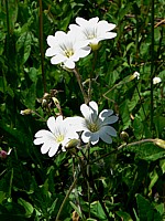 Céraiste commun, cerastium fontanum